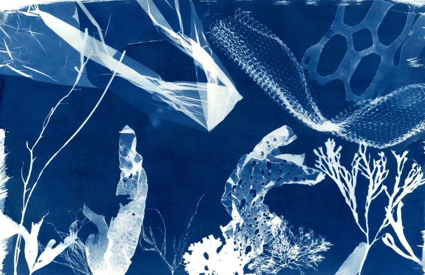 Cyanotype Impressions of the Atlantic Ocean in Maine - The Maine