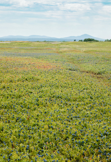 A photo of a blueberry field