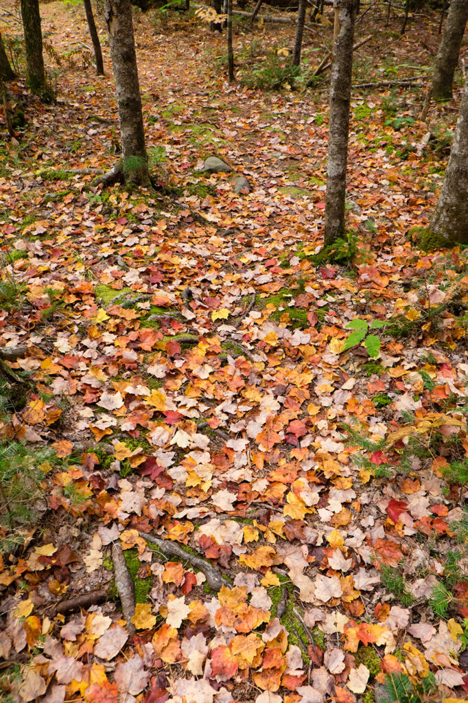 A photo of leaves on the forest floor