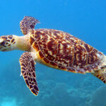 sea turtle swimming in blue waters