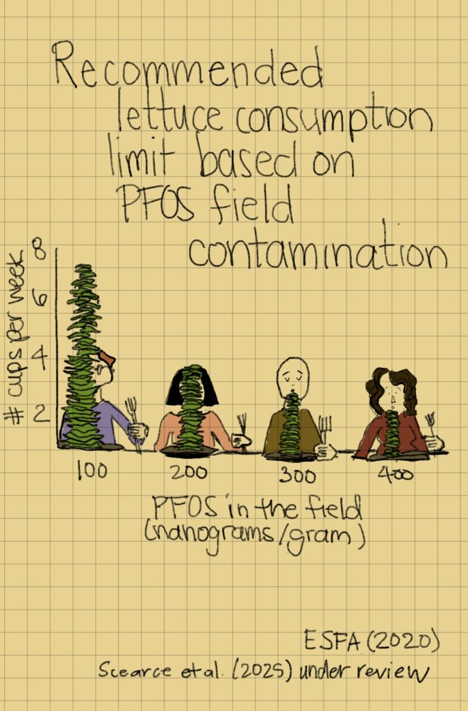 Recommended lettuce consumption limit based on PFOS field contamination.