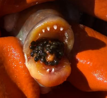 Cunner with eggs in mouth