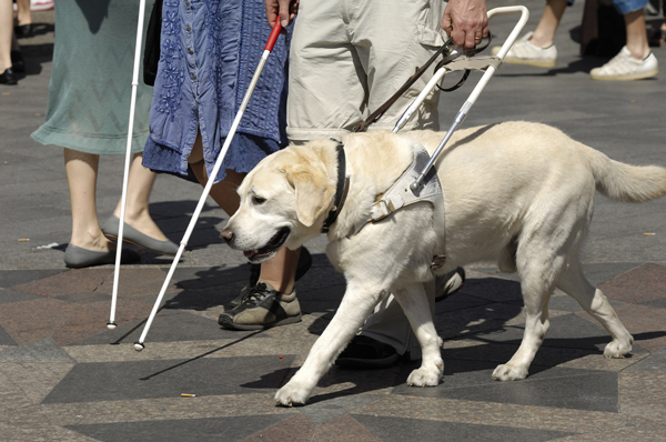 Service dog walking