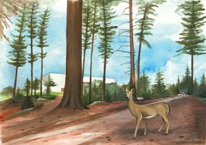 Summer University 2019 poster image depicting woods behind Rec Center and deer