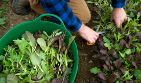 Umaine Greens for dining