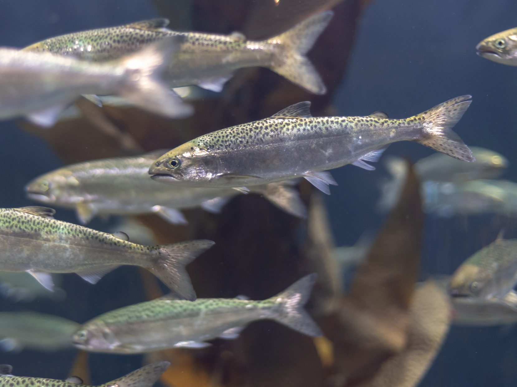 a group of fish swimming