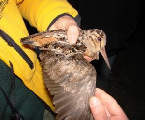 Woodcock capture