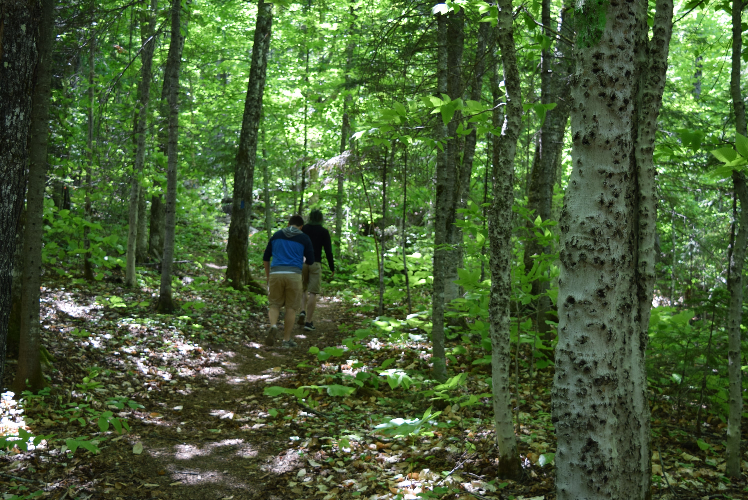 Hiking in Aroostook state park. Hunting and Fishing