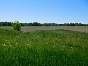 Aroostook County Field