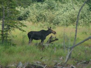 Moose off rt 16 near Stratton