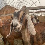 A friend at Tide Mill Creamery