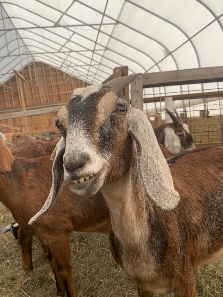 A friend at Tide Mill Creamery