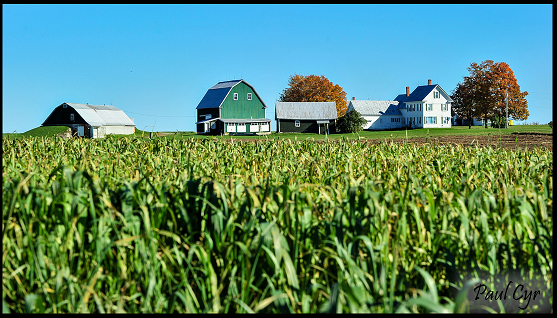 Houlton Corn Field