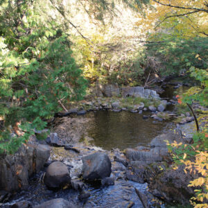 Stream in the woods