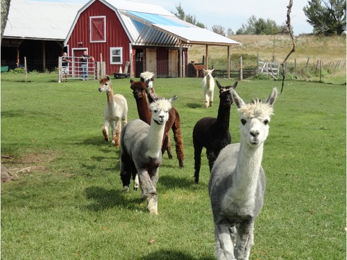 Justa Alpaca Farm