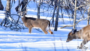 Aroostook Deer