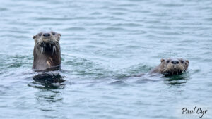 Aroostook Otters