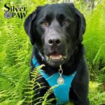 Silver paw pet tags