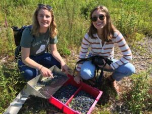 Picking blueberries Burke Hill