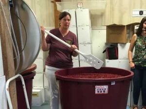 Catherine Hill- making wine