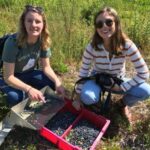 Burke blueberry farm