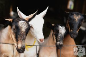 Abrahams goat farm and creamery