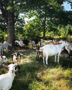 Abraham's Goat Farm and Creamery2