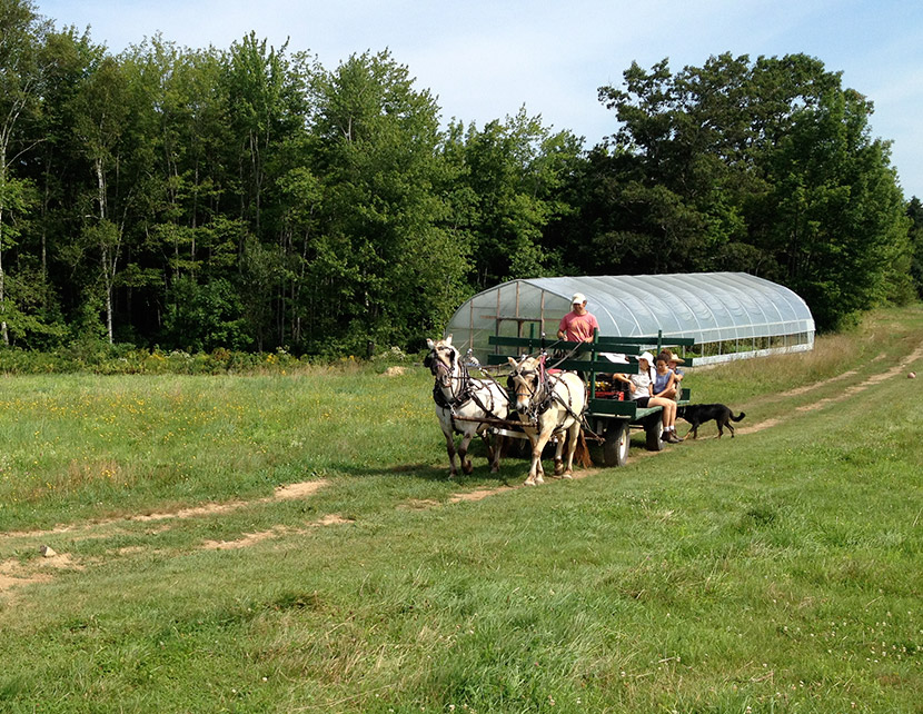 Horse-powered vehicle on Mandala Farm