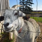 Mandala farm goat