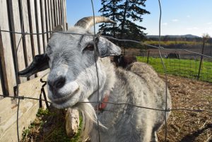 Mandala farm goat
