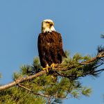 Bald eagle on tree