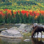Moose in north Maine woods