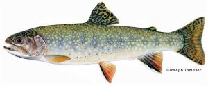 Brooktrout