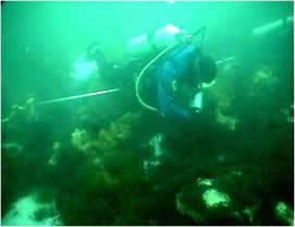 Scuba Diving in Maine