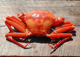 Deep Sea Red Crab