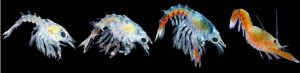 American lobster larval stages. Photograph by Jesica Waller.