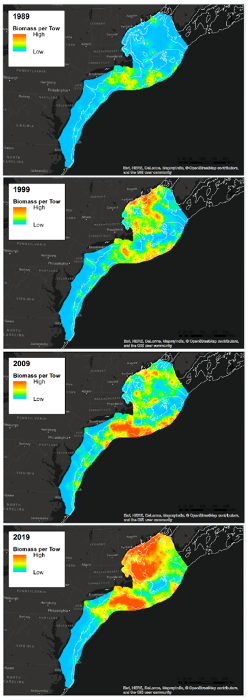 A set of four geographic spatial heat maps indicating the distribution and abundance older Jonah crabs from NOAA trawl surveys. The top map from 1989 indicates low crab biomass per tow. The 1999, 2009 and 2019 maps show progressively higher biomass and spatial extent in the Gulf of Maine over time.