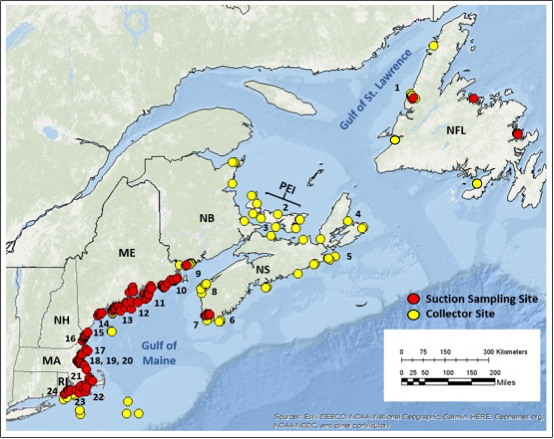 A map depicting the Gulf of Maine and Gulf of St. Lawrence areas, with markers indicating suction sampling sites and collector sites conducted as part of the American Lobster Settlement Index.