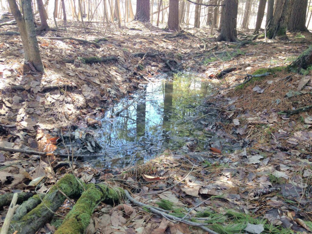 Image of a shallow water-filled pit on a wooded hillslope