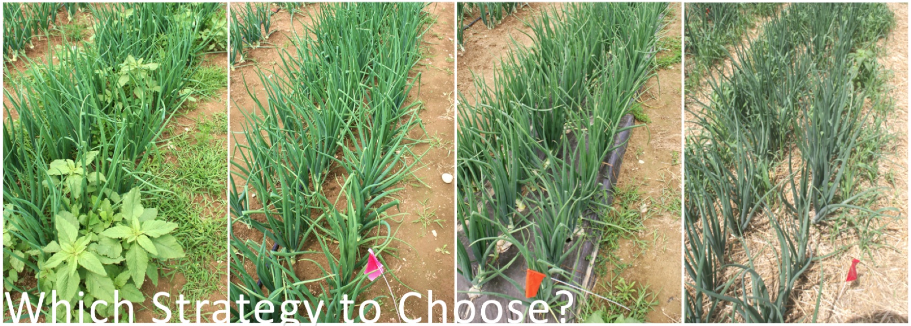 A Comparison of Organic Weed Management Strategies in Onions Weed