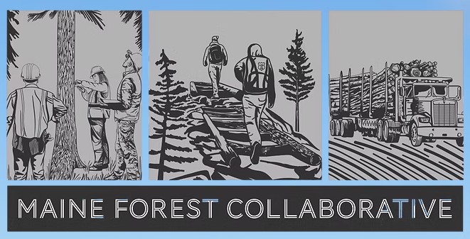 Maine Forest Collaborative logo