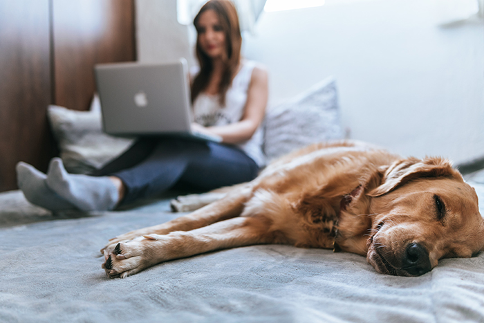 student working on laptop in bed with dog in the foreground