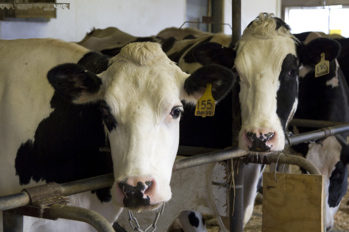 Holsteins at Witter Center