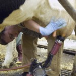 milking cows at Witter Center