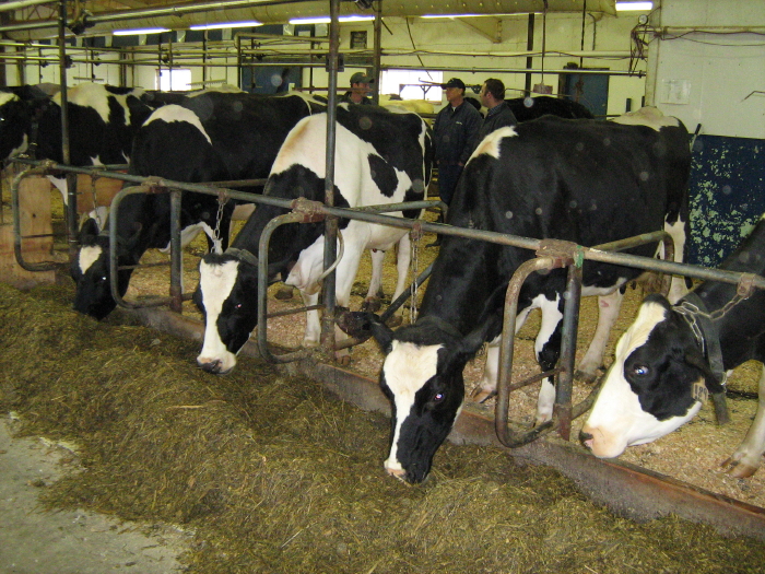 holsteins