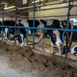 A photo of the tie up stalls in UMaine's dairy with holstein cows