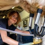 A student pauses as she holds a milking device under a cows udder.