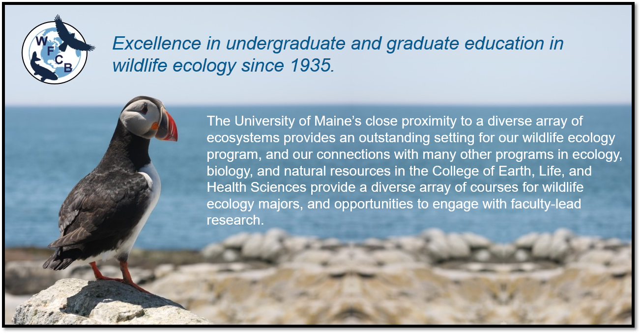 Excellence in undergraduate and graduate education in wildlife ecology since 1935.The University of Maine’s close proximity to a diverse array of ecosystems and wildlife provides an outstanding setting for our wildlife ecology program, and the many other programs in ecology, biology, and natural resources in the College of Earth, Life, and Health Sciences provide a diverse array of courses for wildlife ecology majors, and opportunities to engage with faculty-lead research.