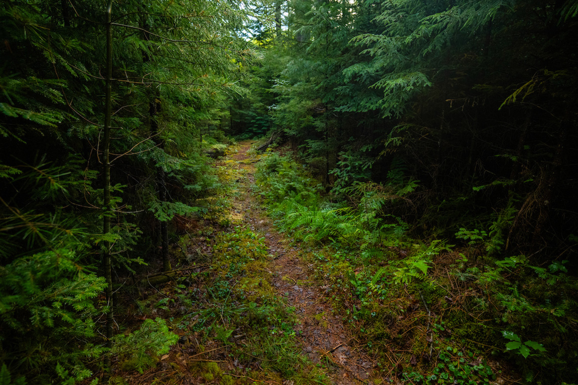 A photo of the trees in Tanglewood