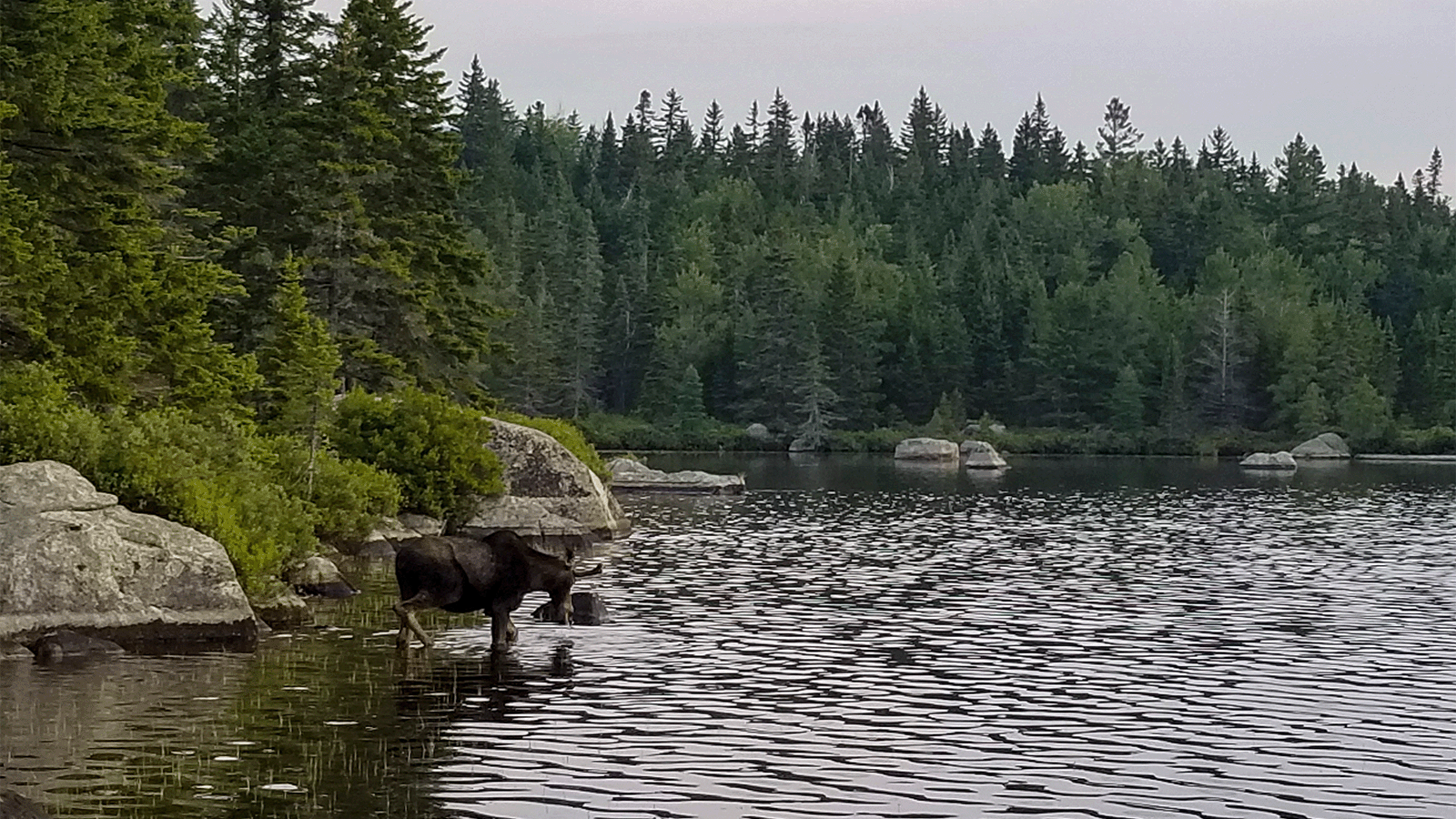 A photo of a moose in a lake